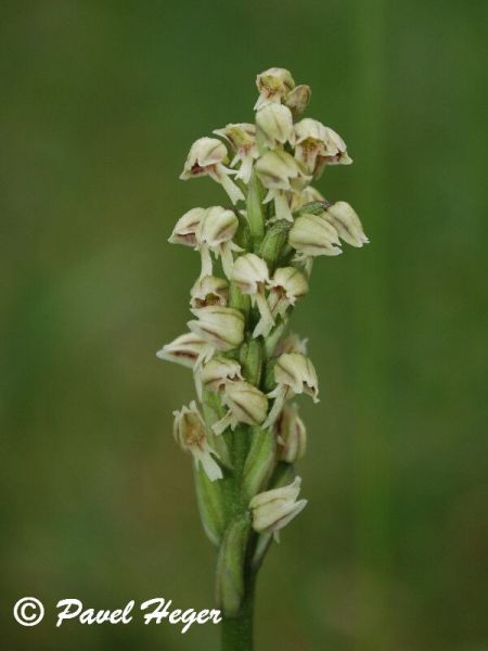 Neotinea maculata